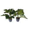 PLANTA HOJAS TROPICALES CON MACETA JFY-2851